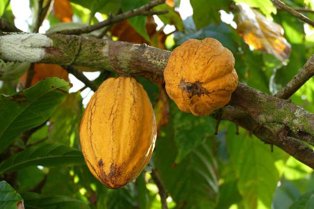 Entre enero y febrero Colombia alcanzó la producción de cacao más alta de la década 