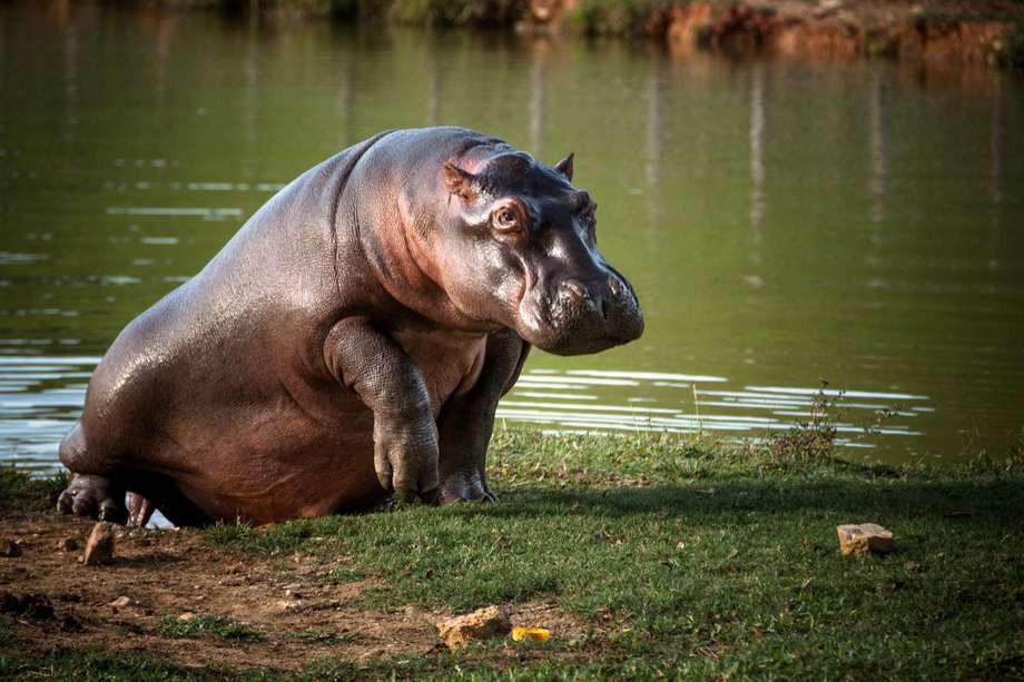 También comenzó el programa de esterilización química de 24 hipopótamos.