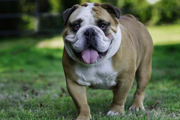 Bulldog inglés: características y personalidad de esta raza de perros