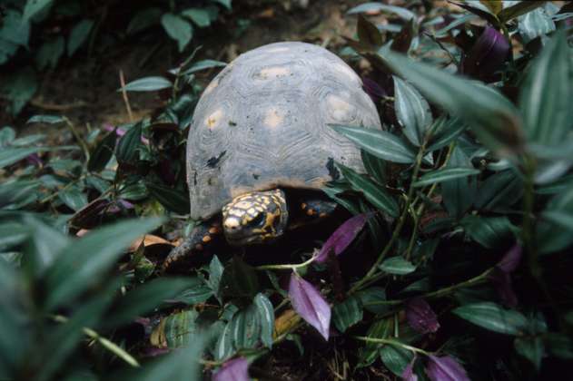 La caza furtiva, una amenaza para las tortugas y la biodiversidad en la Amazonia