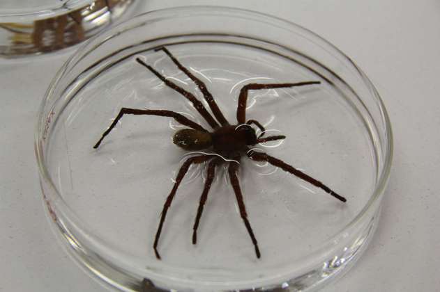Nueva especie de araña mexicana sorprende a expertos por su gran tamaño