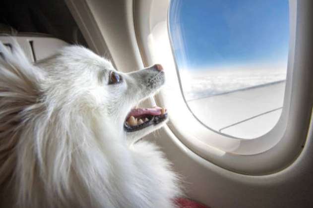 Aeropuerto El Dorado: lo que debe tener en cuenta para viajar con su perro o gato