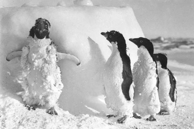 Encontraron pingüinos momificados en la Antártida 