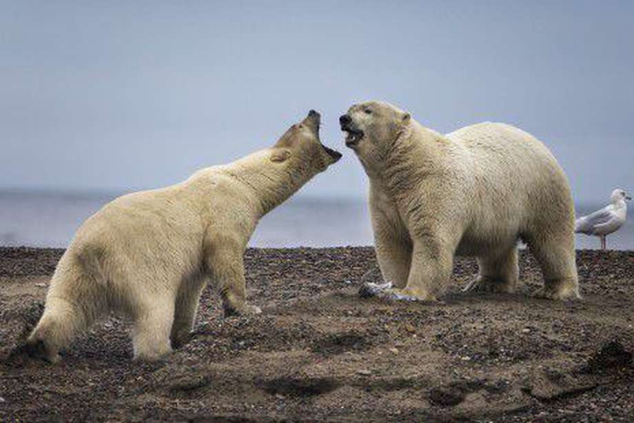 Fuera de cautiverio, los osos polares comen dietas más ricas en grasas que en proteína.