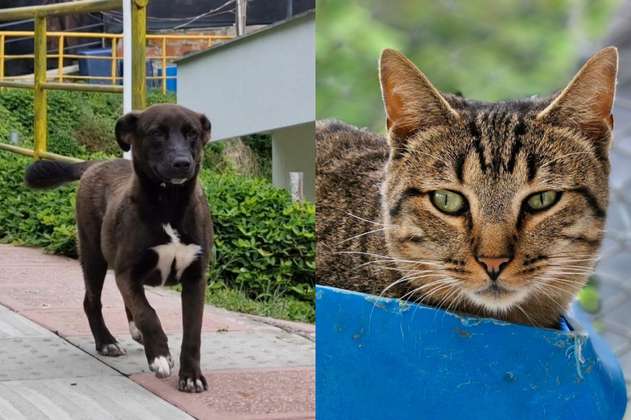 ¿Quiere adoptar un perro o gato? Más de 400 animales buscan una familia en Manizales