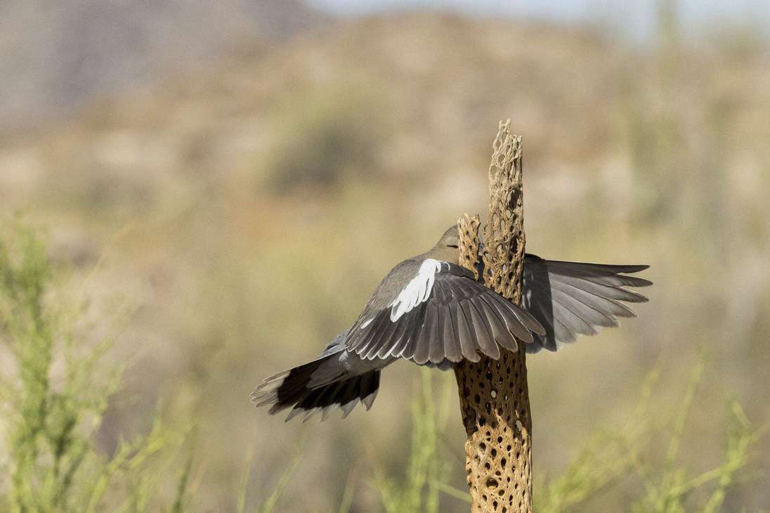 "Eso no estaba aquí ayer". Una paloma de alas blancas que parece volar de frente hacia un esqueleto de cactus cholla en Buckeye, Arizona, Estados Unidos.