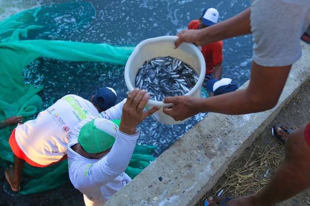 Alerta por aparición de decenas de peces muertos en la playa de Puerto Colombia