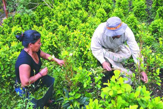 En varias regiones del país el mismo Gobierno ha firmado acuerdos de erradicación de coca con las comunidades.  / Archivo-El Espectador