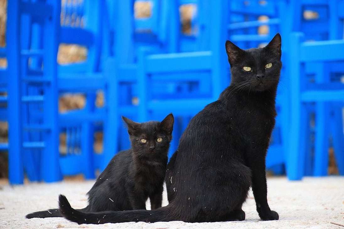 En las fundaciones que se dedican al rescate y búsqueda de hogar para mascotas, los gatos negros suelen ser los que mayor dificultad tienen para encontrar adopción. El mes de octubre, cuando estos mitos suelen tomar más fuerza, puede ser un buen momento para tomar la decisión de adoptar un gato negro.