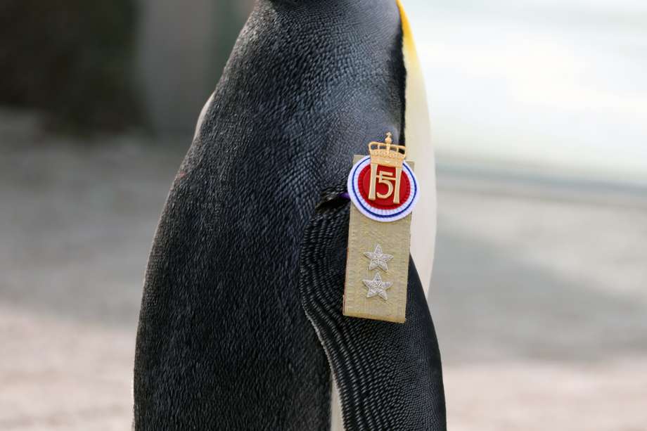 El pingüino, Sir Nils Olav III, ocupa el tercer cargo militar más alto en Noruega.