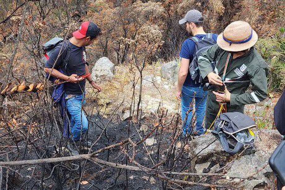 La Secretaría de Ambiente, la CAR Cundinamarca y una mesa de científicos y expertos lideran el plan de acción para restaurar 34 hectáreas afectadas tras emergencia por incendios forestales.