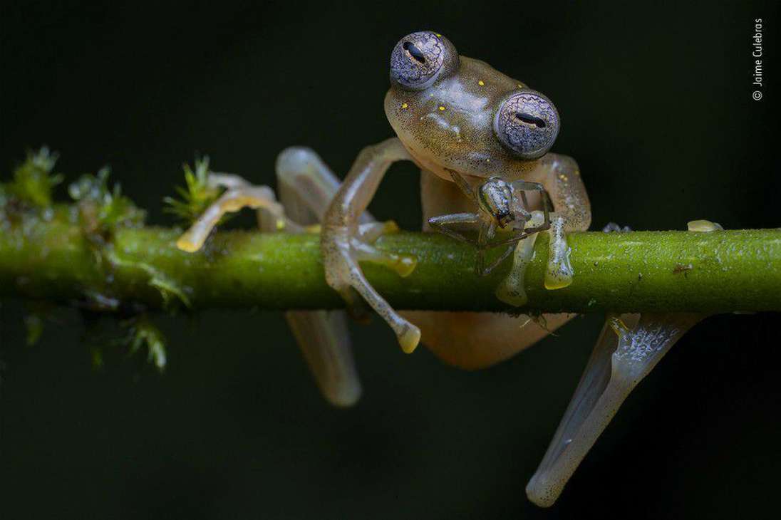 “Life in the Balance”, fotografía ganadora en la categoría de Comportamiento: Anfibios y Reptiles