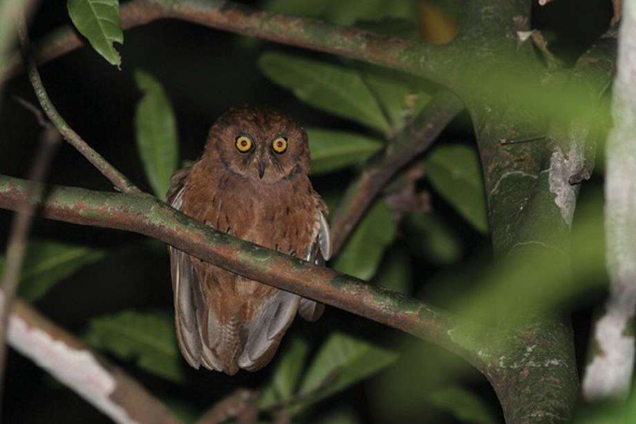 Manizales cuenta con una amplia variedad de fauna silvestre, contando varias especies de búhos. 