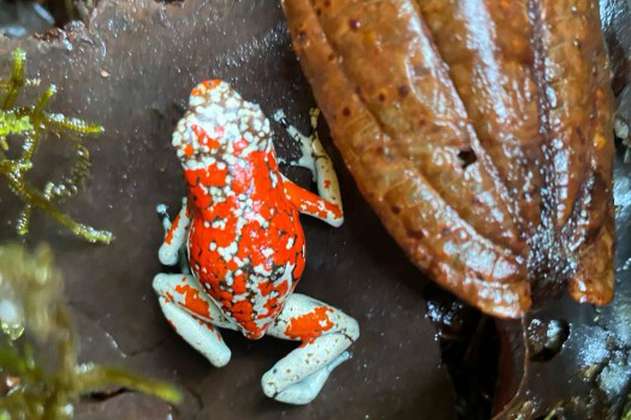 Bogotá celebra del Día de la Vida Silvestre liberando ranas rescatadas en El Dorado