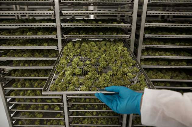 En Wall Street florecen las empresas dedicadas al cannabis