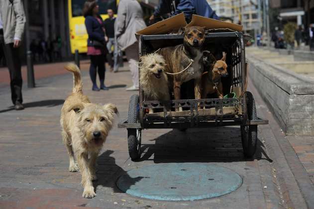 Ciudadanos podrán ofrecer hogar de paso para animales maltratados en Bogotá