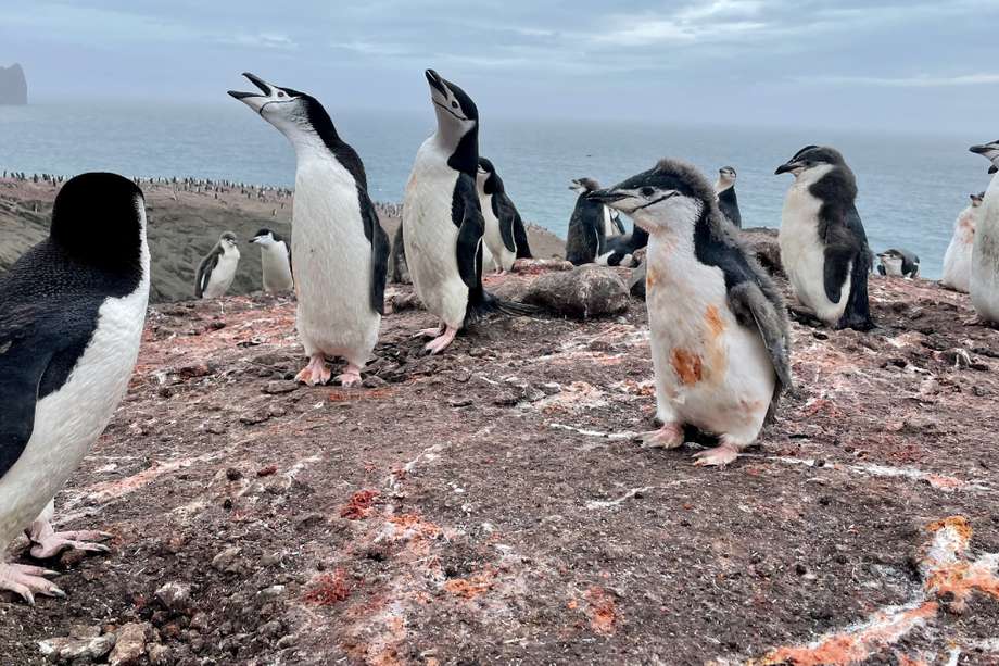 Zona de nidificación de pingüinos barbijo en Collado Vapor, Isla Decepción. El suelo del nido se caracteriza por el guano naranja brillante rico en hierro, indicativo de una dieta basada en el krill. / Oleg Belyaev Korolev