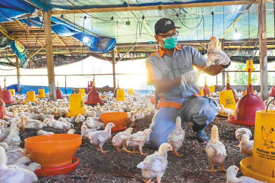  Con corte a  1 de marzo, se han detectado un total de 48 focos de gripe aviar en Colombia / AFP