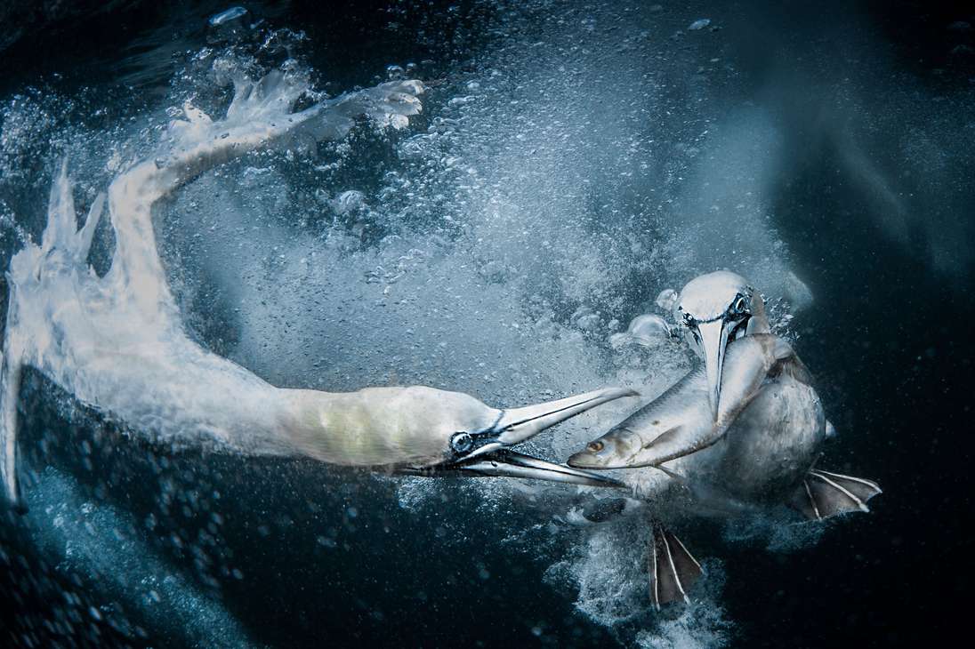 El premio mayor, así como el premio en efectivo de $1000, fueron otorgados a Tracey Lund del Reino Unido por su impresionante imagen de dos alcatraces bajo el agua en la costa de las Islas Shetland. /World Nature Photography Awards