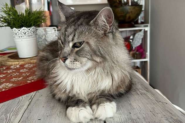 La historia de Romeo, el primer gato con marcapasos en Colombia que le ganó a la eutanasia