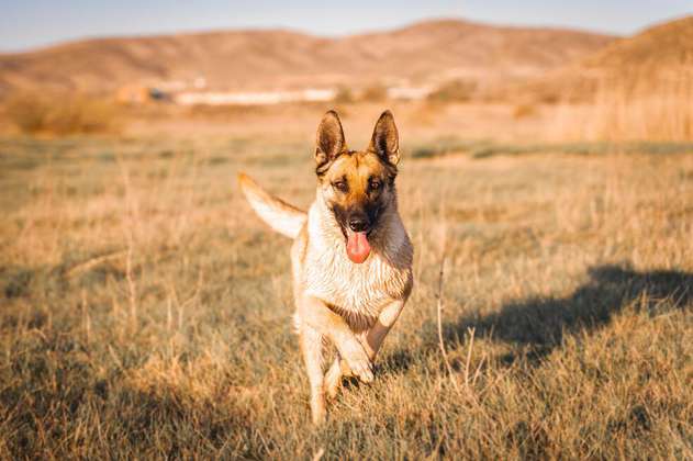 Cuatro razas de perros inteligentes: pueden seguir órdenes y adaptarse con facilidad