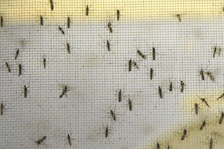 Este es el mosquito transmisor del virus del dengue. 
 / Pixabay