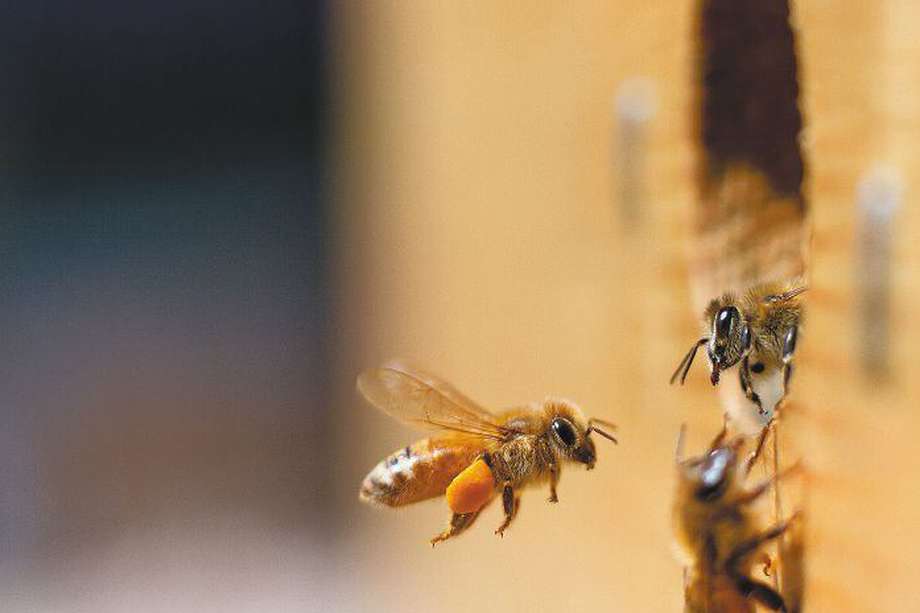 Las abejas son claves para los ecosistemas por su papel en la polinización de las plantas. / Getty Images