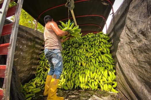 Córdona produjo 308.812 toneladas de plátano en 2019. 