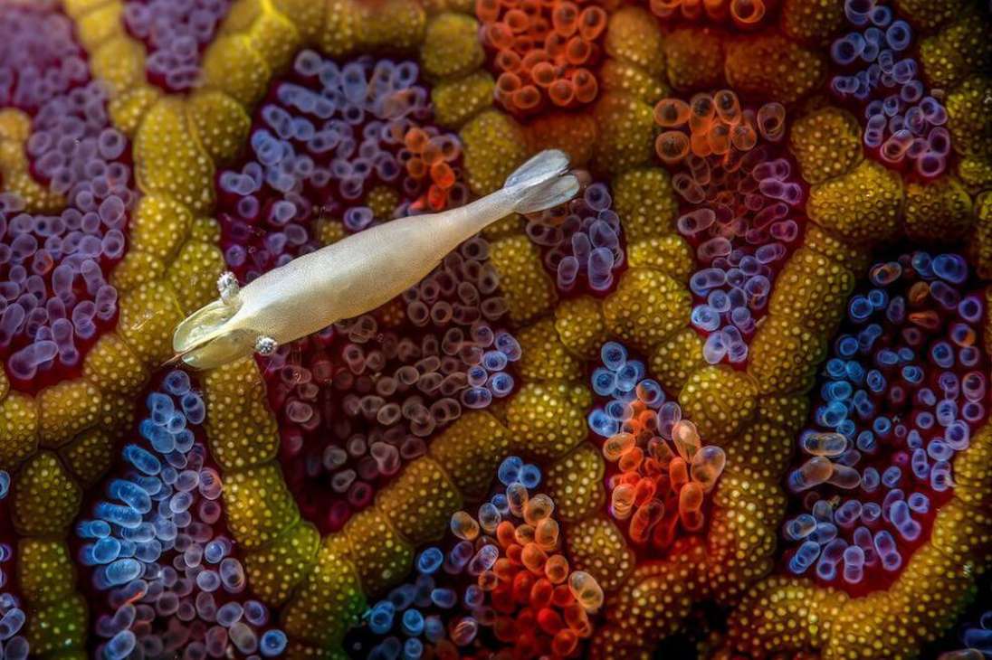 Categoría Submarina: Hora de soñar
Simon Theuma capturó a un camarón y una estrella de mar de colores brillantes en Australia.
