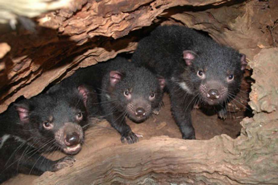 El diablo o demonio de Tasmania (Sarcophilus harrisii) es una especie de marsupial.