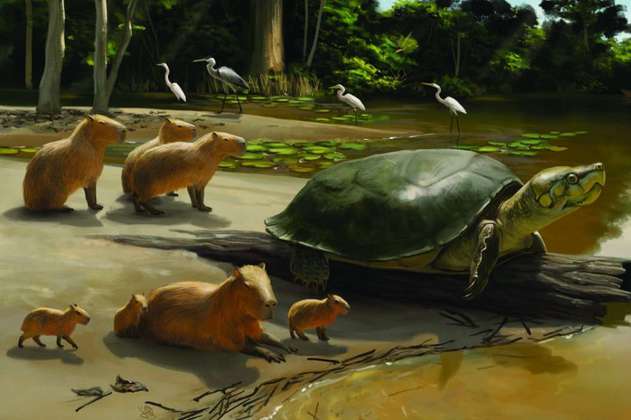 Descubren el fósil de una tortuga de hace 40.000 años en la Amazonia brasileña