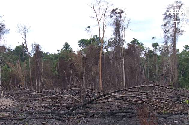 En 2020 la pérdida de bosques tropicales se incrementó en el mundo