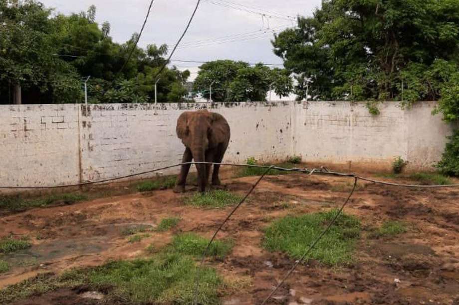 Un abogado envío un derecho de petición al zoológico para conocer la situación del elefante.