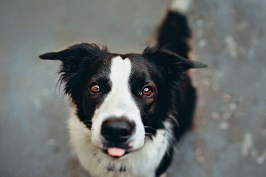 Mascotas: ¿Qué tipo de cáncer afecta a los perros? Los expertos responden