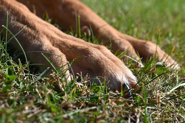 Ley en Florida: dueños deberán hacerse cargo de los ataques que cometan sus perros