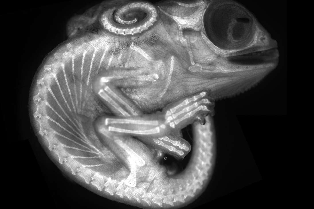 El octavo lugar fue otorgado para la imágen de un embrión de camaleón tomada con la técnica de fluorescencia.