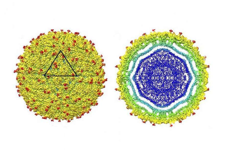 Menos de un mes le tomó a los científicos descifrar la estructura del virus.  / Science