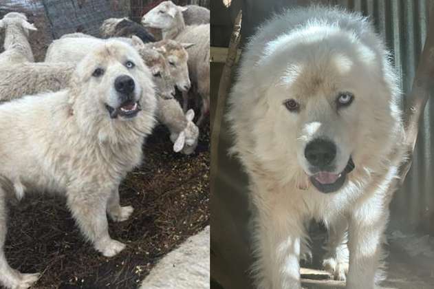 Casper, el perro que luchó contra 11 coyotes, gana el premio People’s Choice Pup