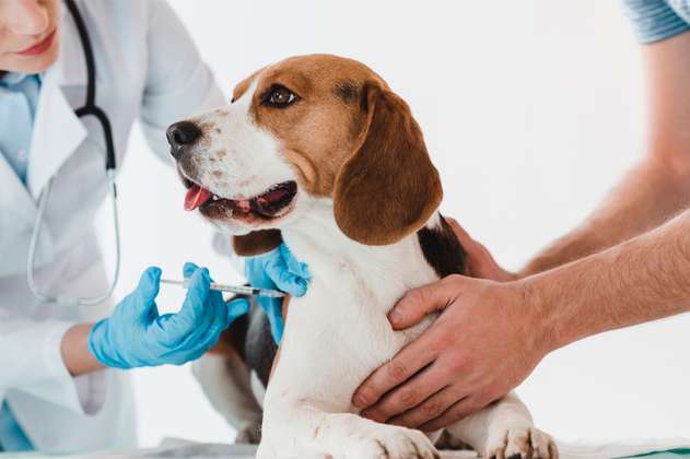Rabia: la enfermedad de los perros que cobra miles de muertes al año