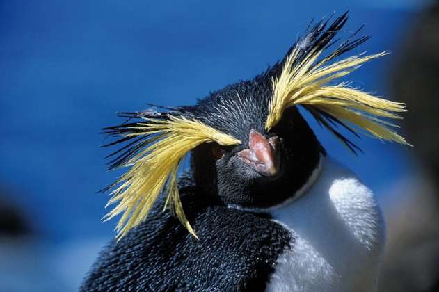 Día mundial de los Pingüinos: retrocede la población de una de sus especies más emblemáticas