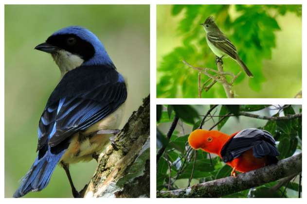 Avistamiento de aves, la nueva apuesta de protección de fauna silvestre en Boyacá