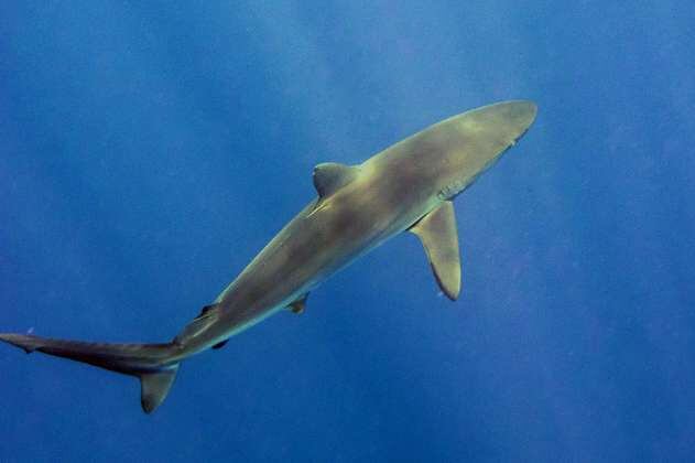 Tribunal estudiará demanda contra resolución que dio luz verde a pesca de tiburones
