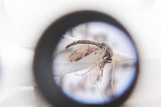 Aproximadamente 12 millones de colombianos están en riesgo de contraer malaria.   / Fotos: Mauricio Alvarado - El Espectador 