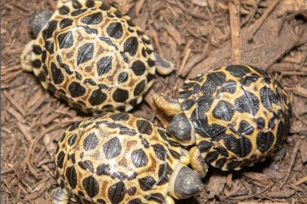 Una tortuga en peligro de extinción se convierte en padre a los 90 años