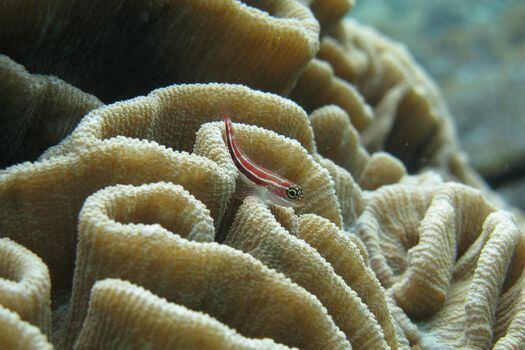 La falta de oxígeno detona una pérdida de biodiversidad marina y muerte de pesquerías.  / Pixabay.
