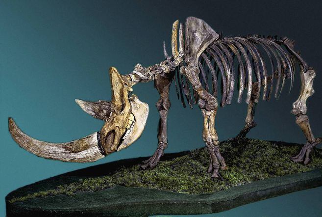 Esqueleto de un rinoceronte lanudo. 