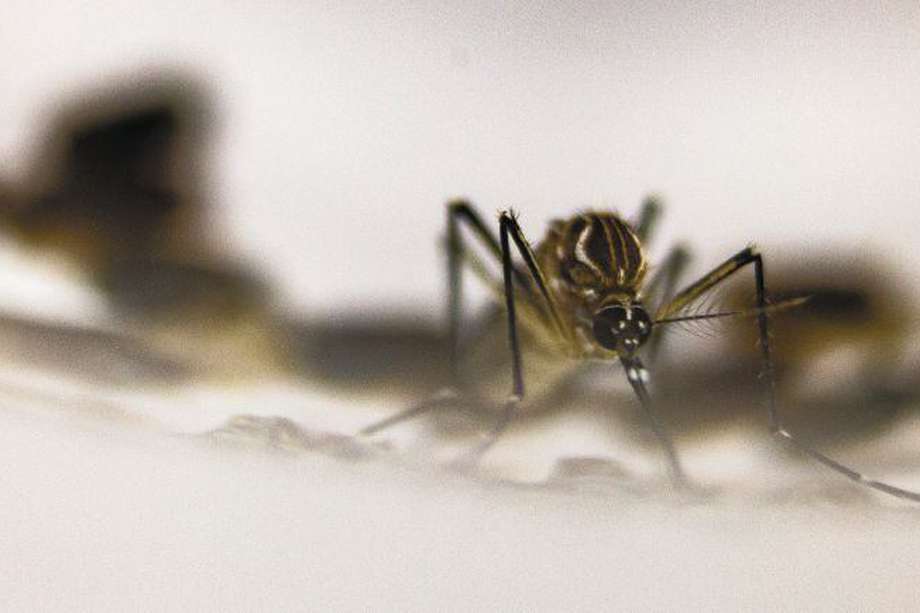 Breve historia del arma que podría acabar con el dengue