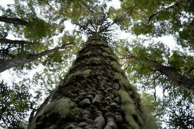Nuevo Bosque de Paz será plantado en Vaupés, Amazonas 