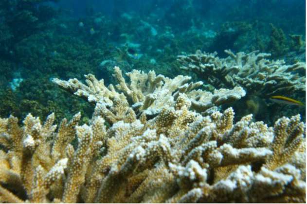 10.000 nuevos corales para San Andrés