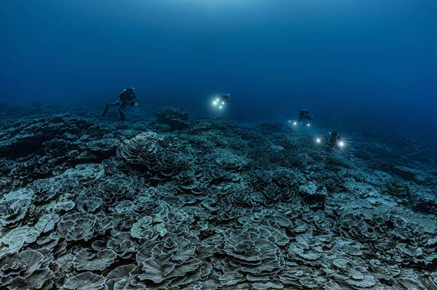 ¡Impresionante! Descubren un arrecife en Tahití con corales gigantes